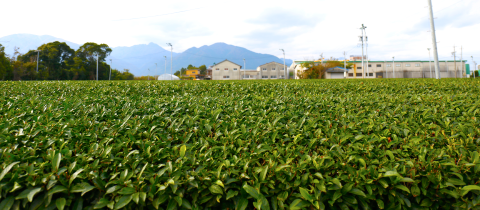 お茶の効能