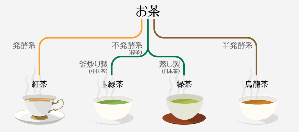 【発酵系】紅茶、【半発酵系】烏龍茶、【不発酵系(緑茶)：釜炒り製(中国茶)】玉緑茶、【不発酵系(緑茶)：蒸し製(日本茶)】緑茶