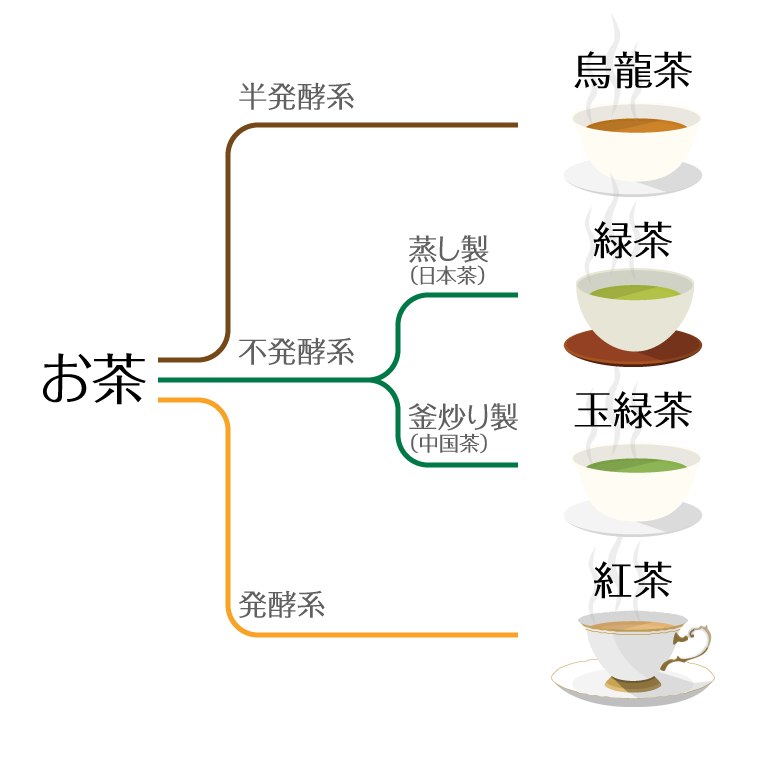 【発酵系】紅茶、【半発酵系】烏龍茶、【不発酵系(緑茶)：釜炒り製(中国茶)】玉緑茶、【不発酵系(緑茶)：蒸し製(日本茶)】緑茶