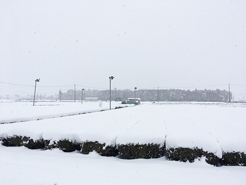 雪の茶園景色